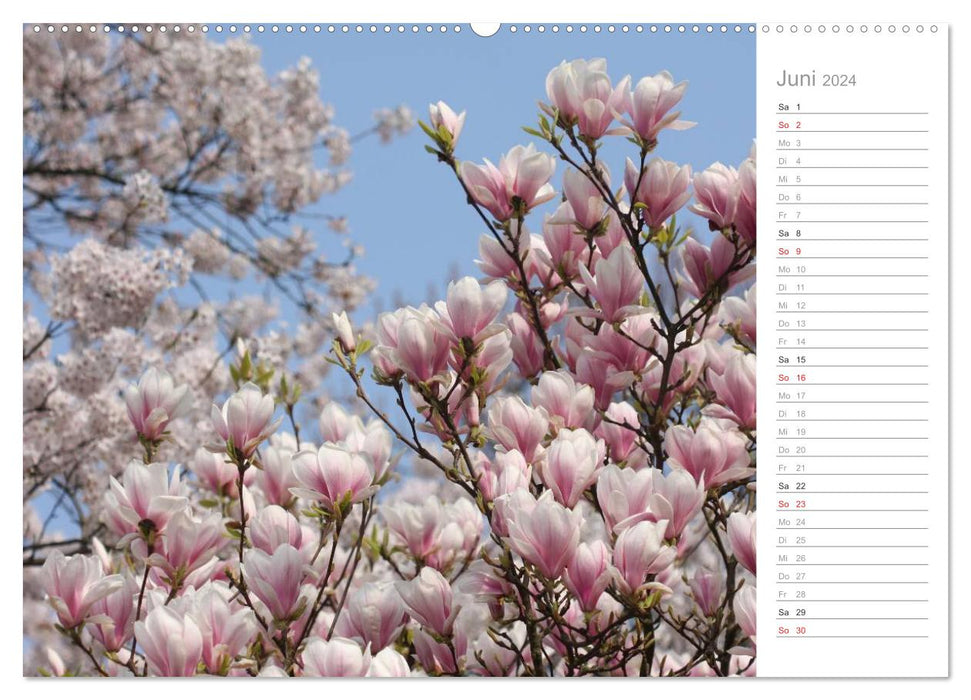 Magnolia blossom (CALVENDO wall calendar 2024) 