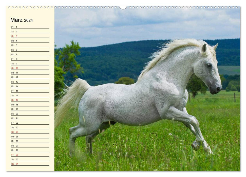 World of Horses (CALVENDO Premium Wall Calendar 2024) 