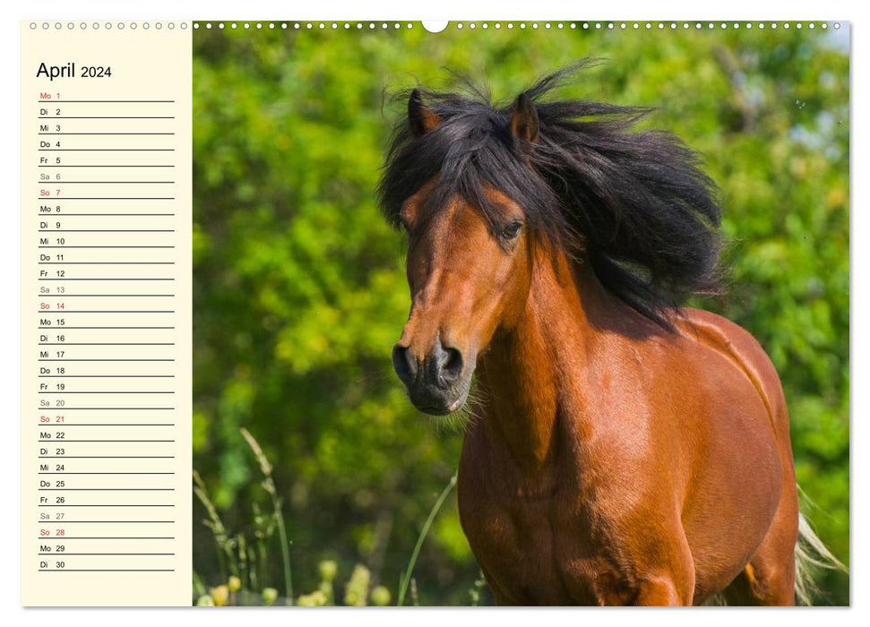 Le monde des chevaux (Calendrier mural CALVENDO Premium 2024) 