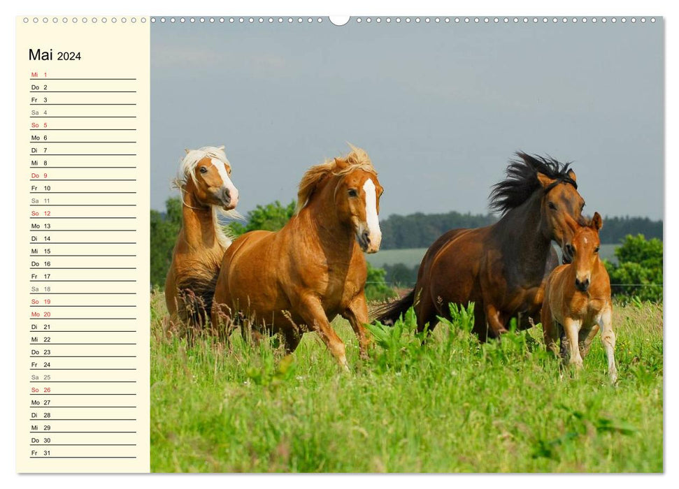 Le monde des chevaux (Calendrier mural CALVENDO Premium 2024) 