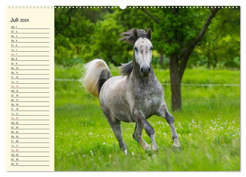 Welt der Pferde (CALVENDO Premium Wandkalender 2024)