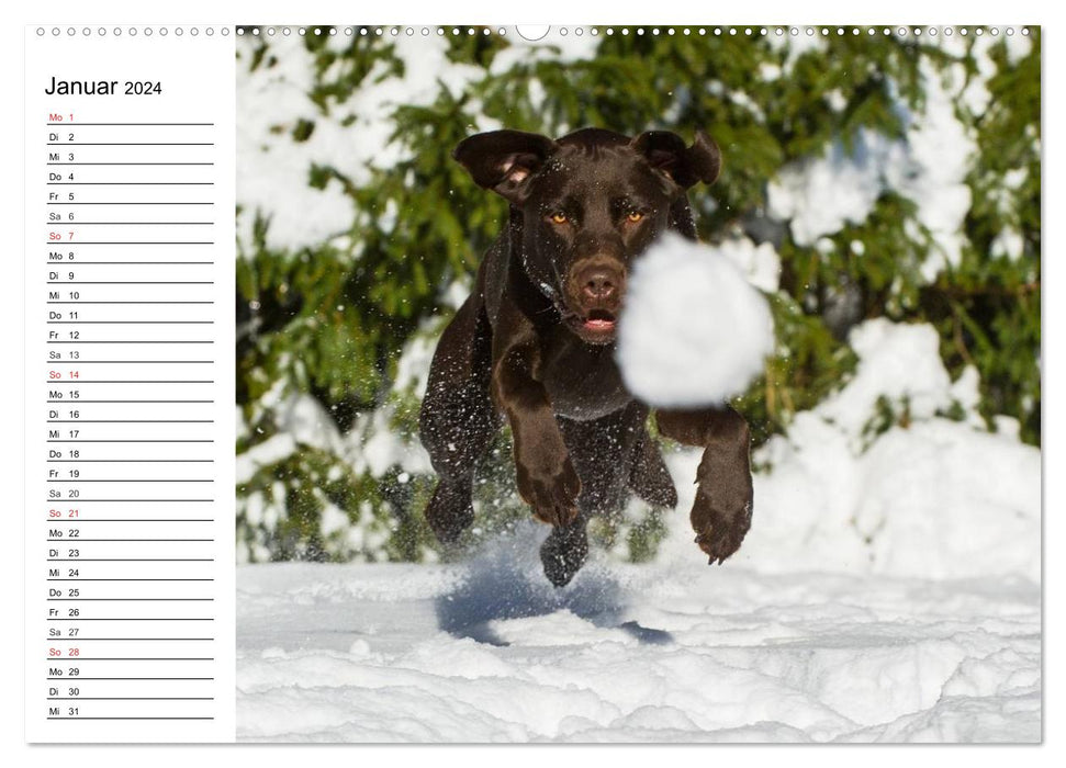 Labrador Retriever - amis pour la vie (Calvendo Premium Wall Calendar 2024) 