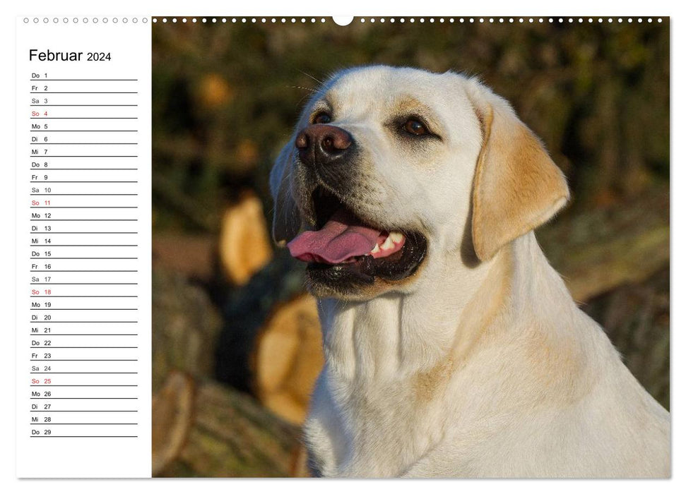 Labrador Retriever - amis pour la vie (Calvendo Premium Wall Calendar 2024) 