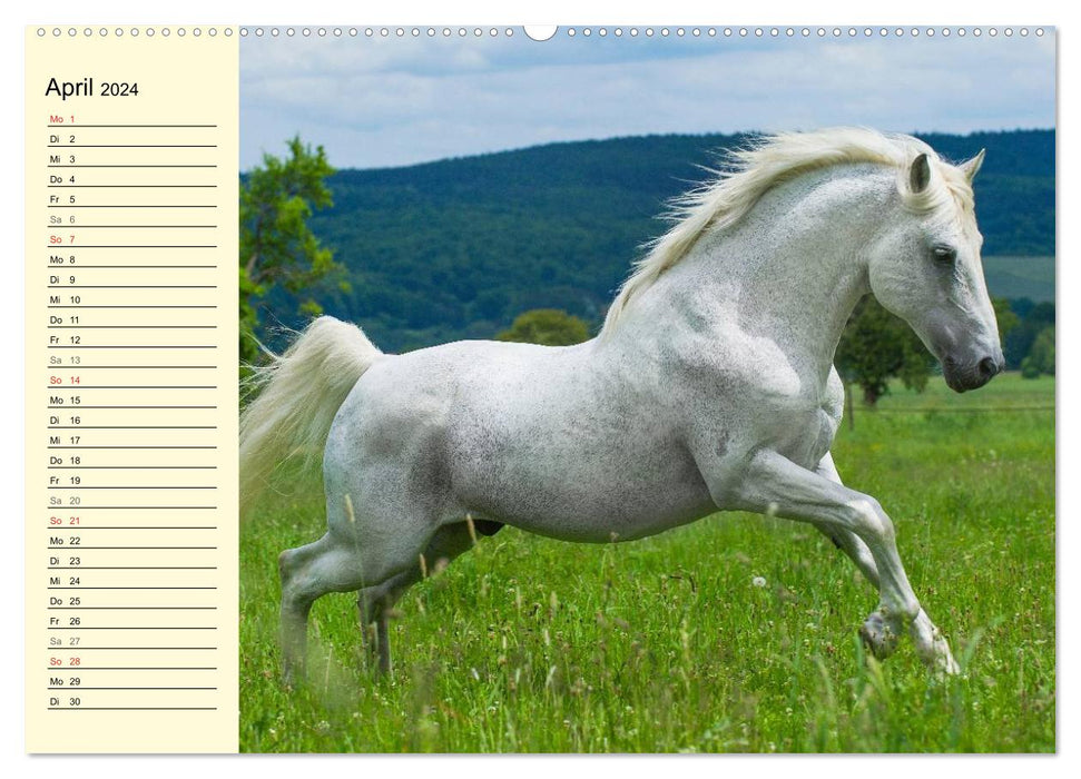 Dream horse Lipizzaner (CALVENDO Premium Wall Calendar 2024) 