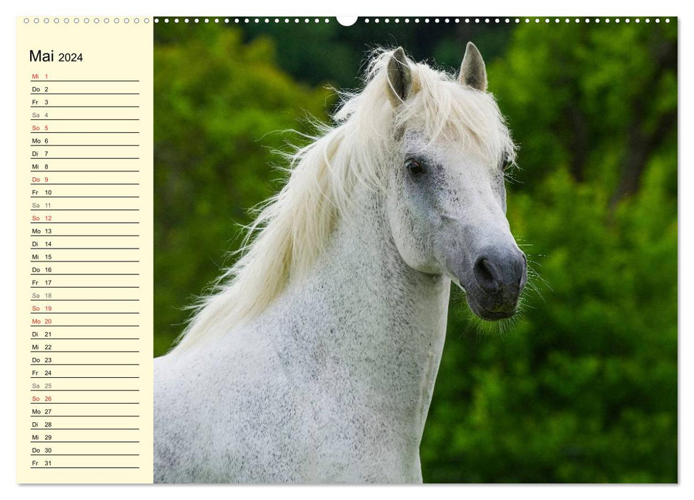 Dream horse Lipizzaner (CALVENDO Premium Wall Calendar 2024) 