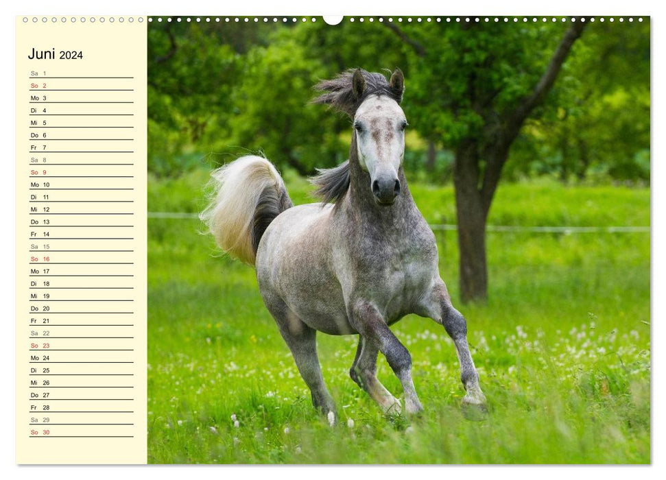 Dream horse Lipizzaner (CALVENDO Premium Wall Calendar 2024) 