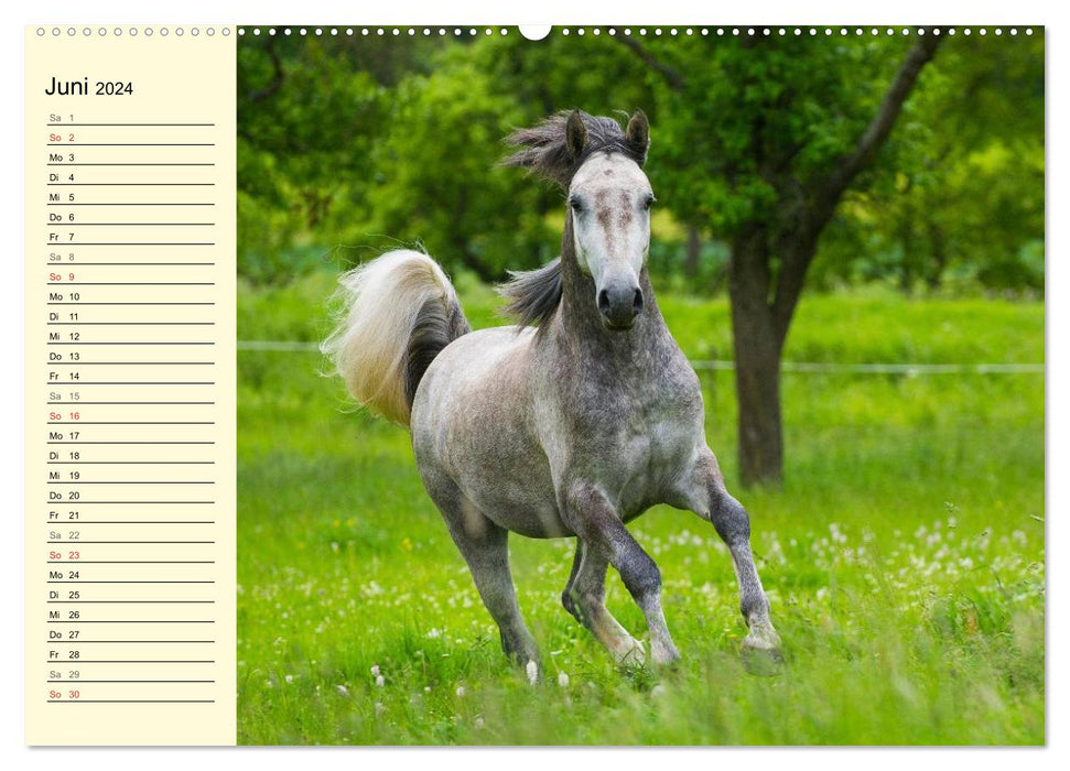 Cheval de rêve Lipizzan (Calvendo Premium Wall Calendar 2024) 