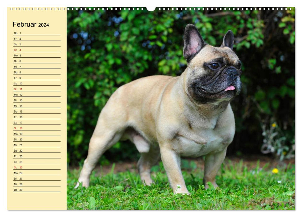 French Bulldog - Clown on 4 Paws (CALVENDO Premium Wall Calendar 2024) 