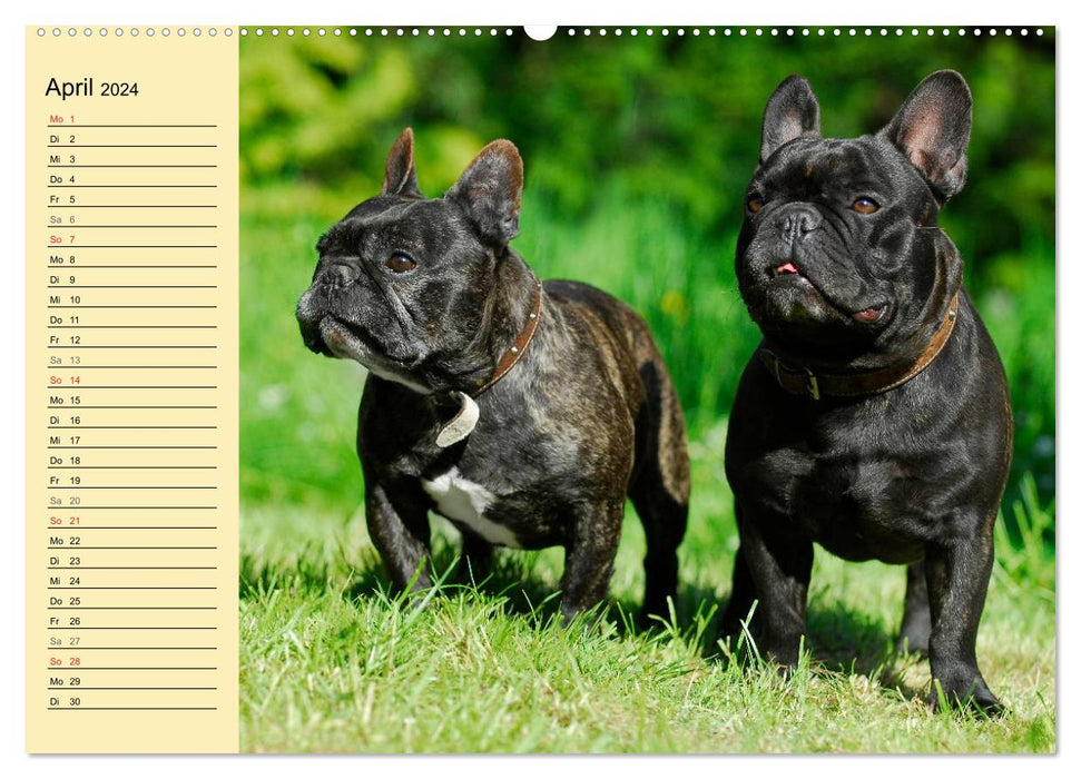 French Bulldog - Clown on 4 Paws (CALVENDO Premium Wall Calendar 2024) 