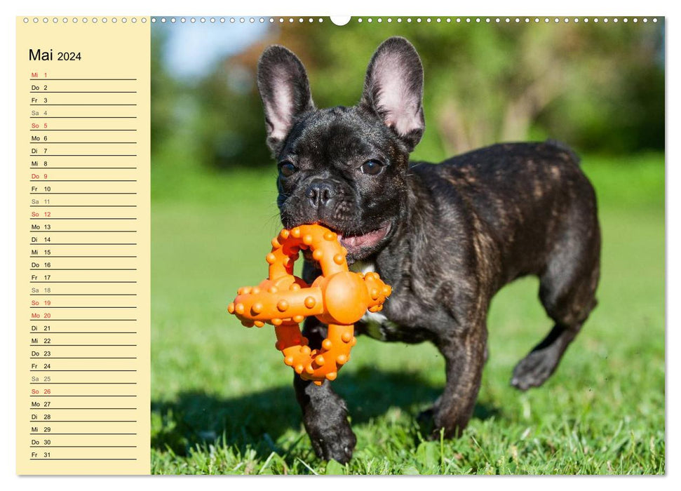 Französische Bulldogge - Clown auf 4 Pfoten (CALVENDO Premium Wandkalender 2024)