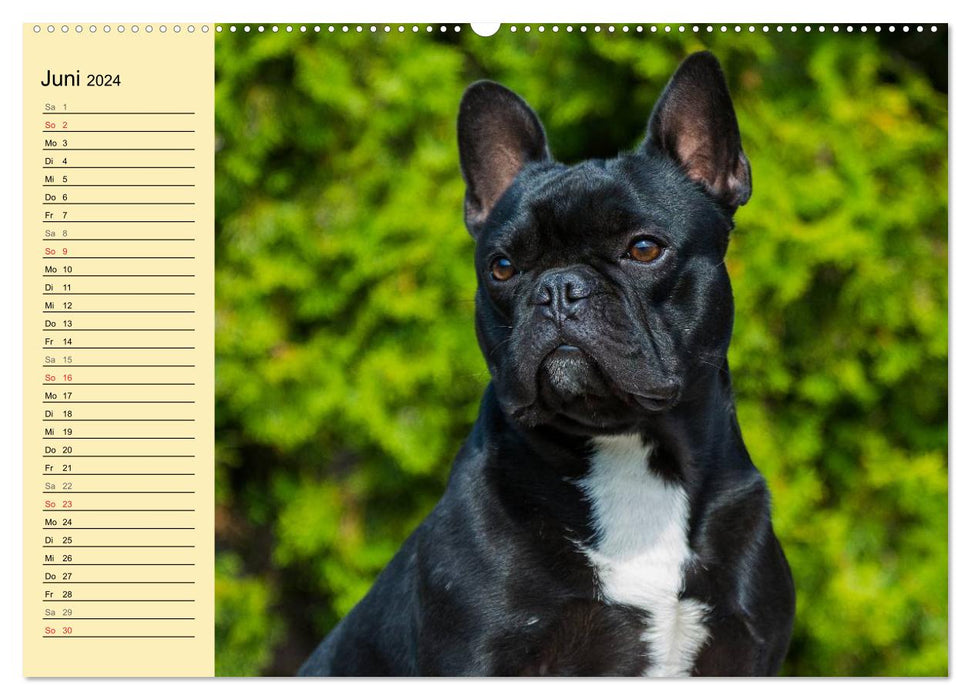 Bouledogue français - Clown sur 4 pattes (Calvendo Premium Wall Calendar 2024) 