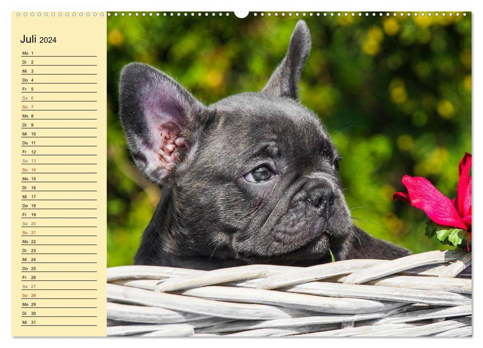 French Bulldog - Clown on 4 Paws (CALVENDO Premium Wall Calendar 2024) 