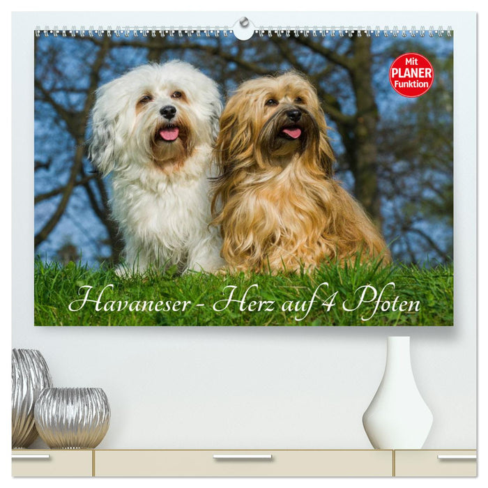 Bichon Havanais - Coeur sur 4 pattes (Calvendo Premium Wall Calendar 2024) 