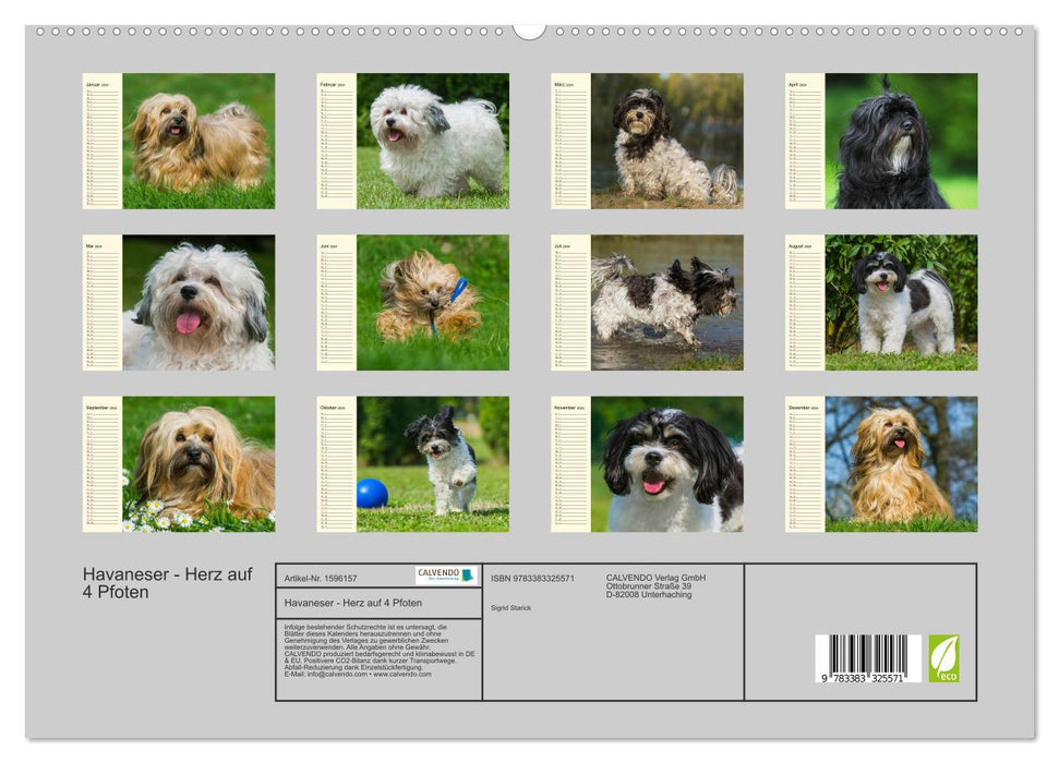 Havanese - Heart on 4 Paws (CALVENDO Premium Wall Calendar 2024) 