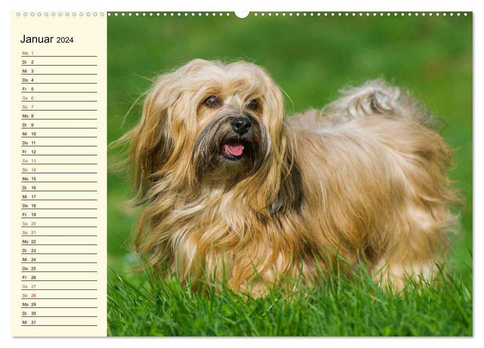 Havanese - Heart on 4 Paws (CALVENDO Premium Wall Calendar 2024) 