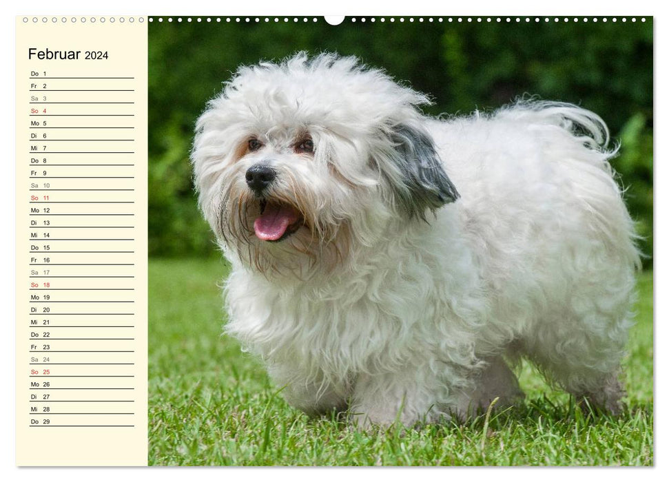 Havanese - Heart on 4 Paws (CALVENDO Premium Wall Calendar 2024) 