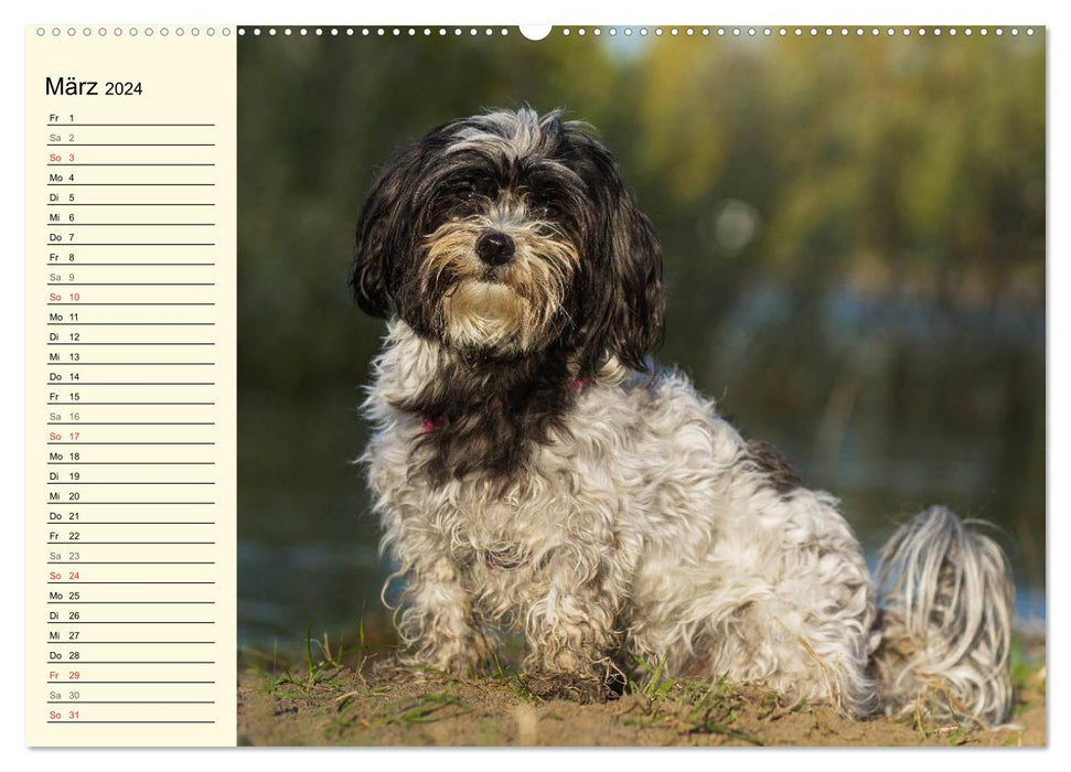 Bichon Havanais - Coeur sur 4 pattes (Calvendo Premium Wall Calendar 2024) 