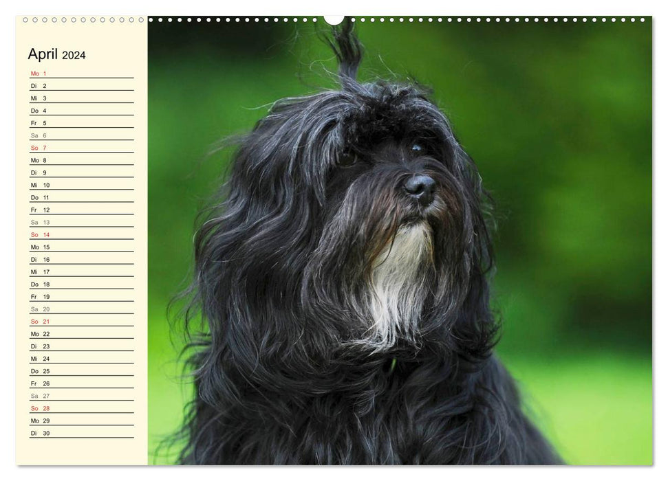 Havanese - Heart on 4 Paws (CALVENDO Premium Wall Calendar 2024) 