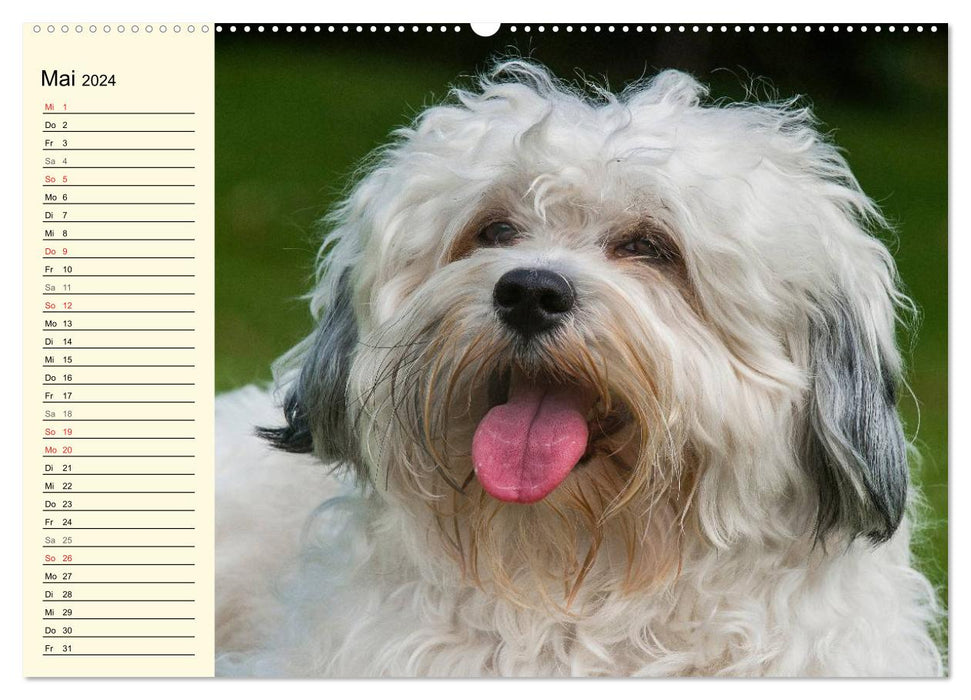 Bichon Havanais - Coeur sur 4 pattes (Calvendo Premium Wall Calendar 2024) 