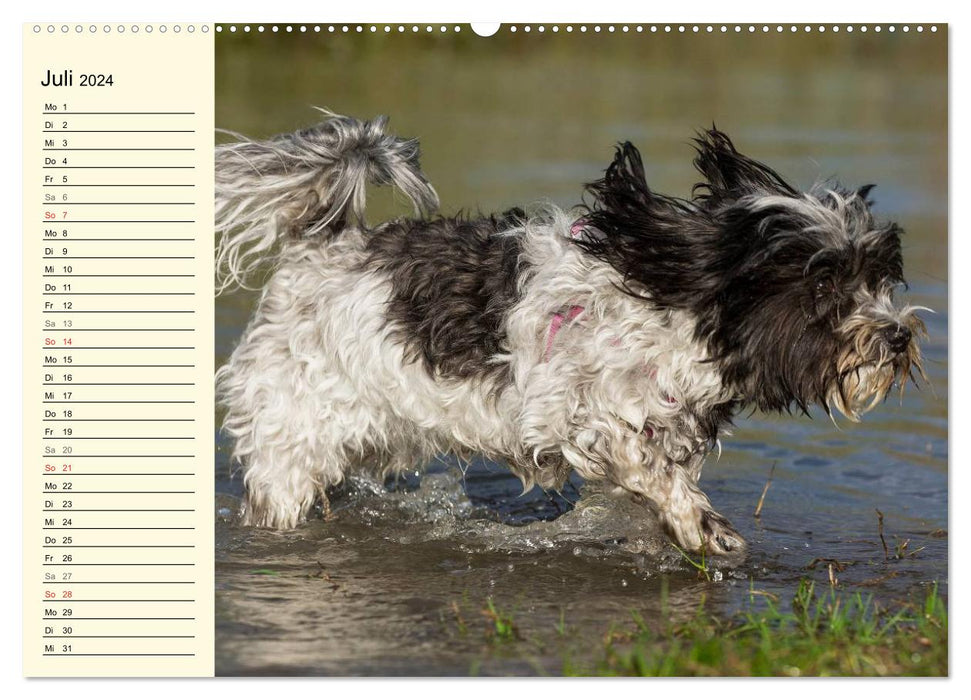 Havanese - Heart on 4 Paws (CALVENDO Premium Wall Calendar 2024) 