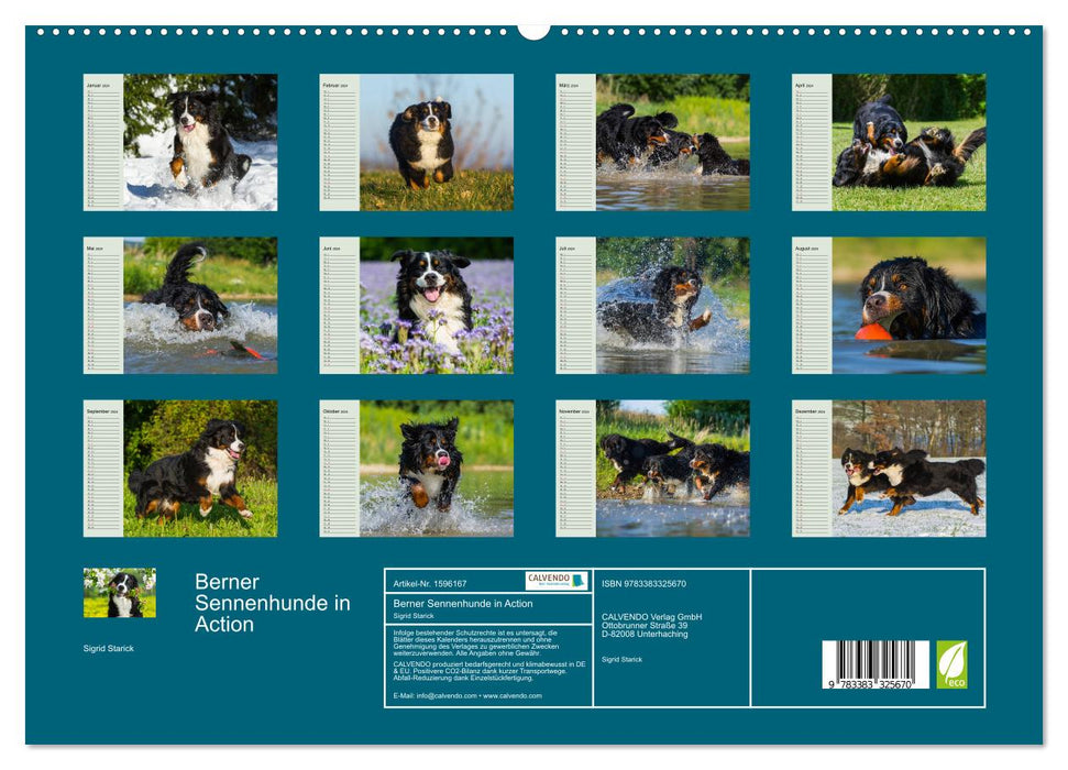 Bernese Mountain Dogs in Action (CALVENDO Premium Wall Calendar 2024) 