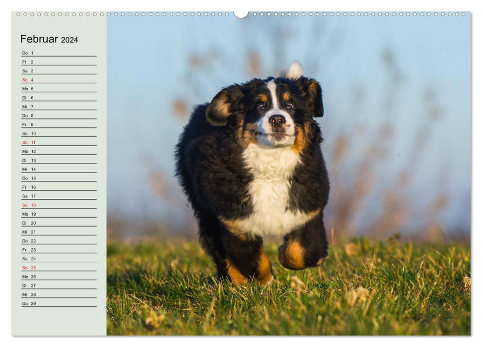 Berner Sennenhunde in Action (CALVENDO Premium Wandkalender 2024)