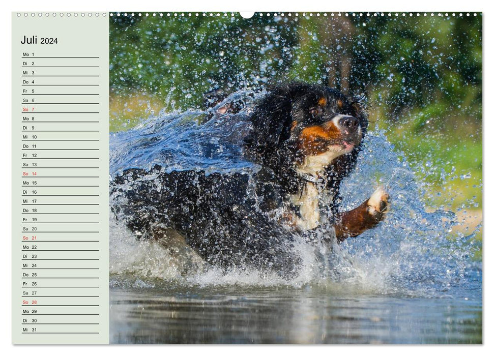 Bernese Mountain Dogs in Action (CALVENDO Premium Wall Calendar 2024) 