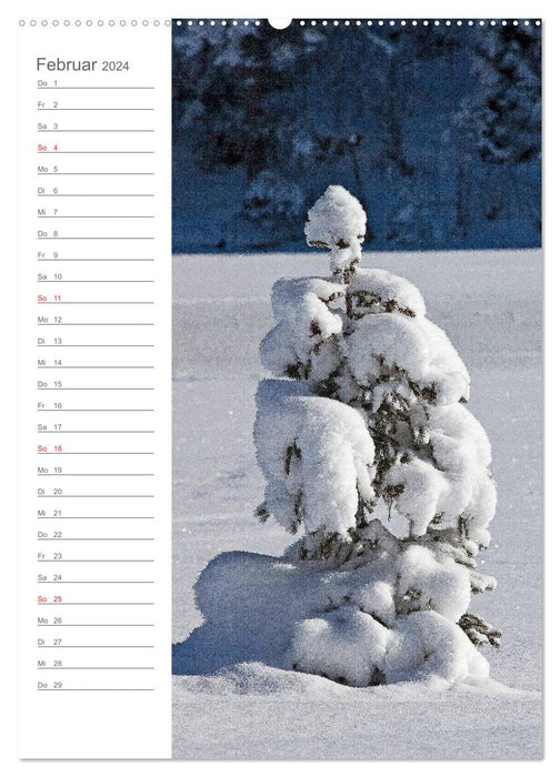 Meine schönsten Bäume (CALVENDO Wandkalender 2024)