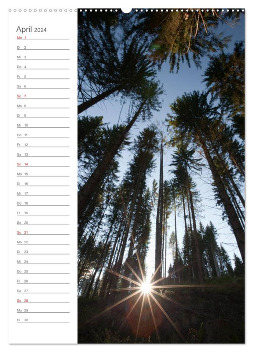 Meine schönsten Bäume (CALVENDO Wandkalender 2024)