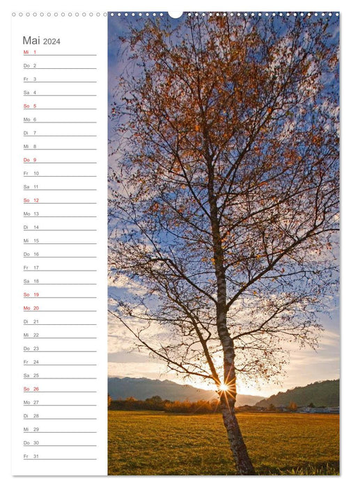 Meine schönsten Bäume (CALVENDO Wandkalender 2024)