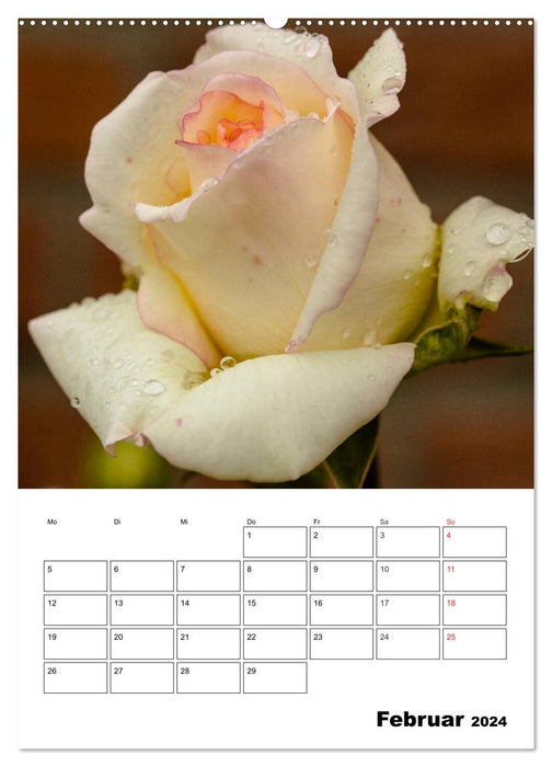 Roses magiques (Calendrier mural CALVENDO 2024) 