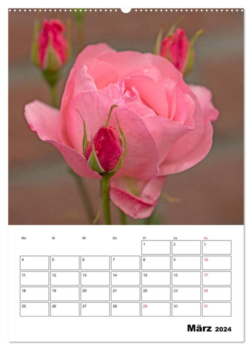 Magical roses (CALVENDO wall calendar 2024) 