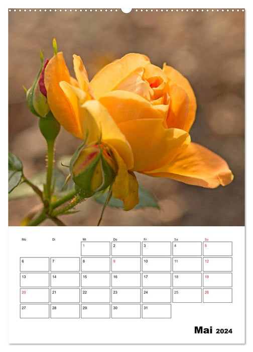 Magical roses (CALVENDO wall calendar 2024) 