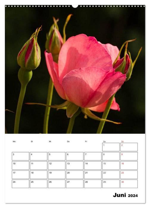 Roses magiques (Calendrier mural CALVENDO 2024) 