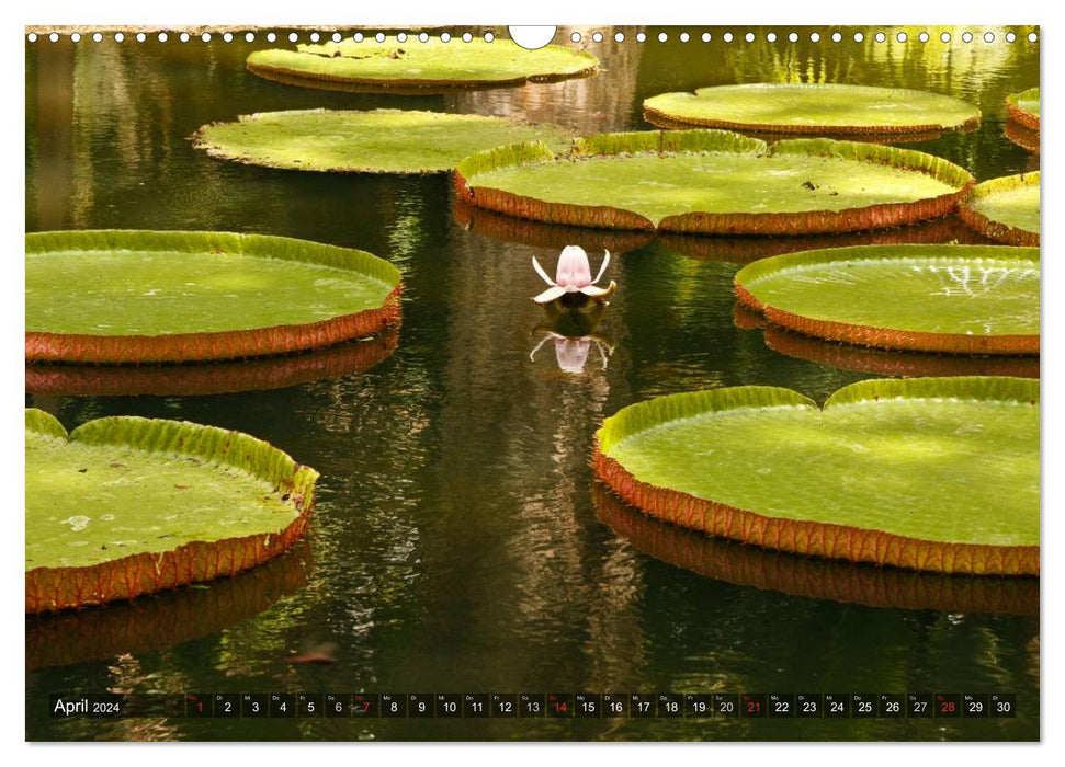 Mauritius - dream island in the Indian Ocean (CALVENDO wall calendar 2024) 