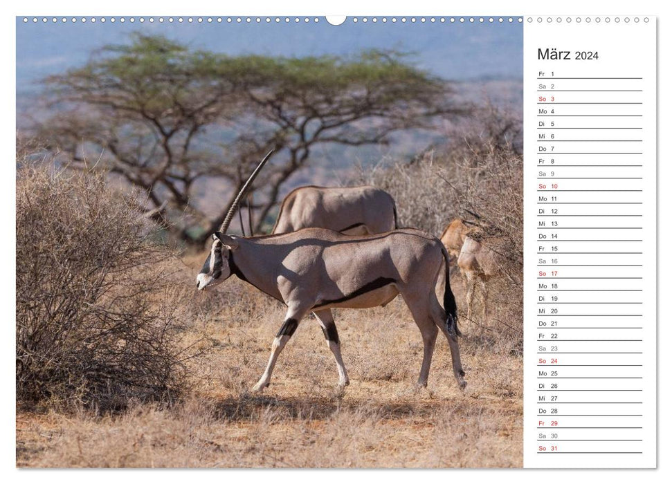 Emotional moments: hunting in Africa. (CALVENDO Premium Wall Calendar 2024) 