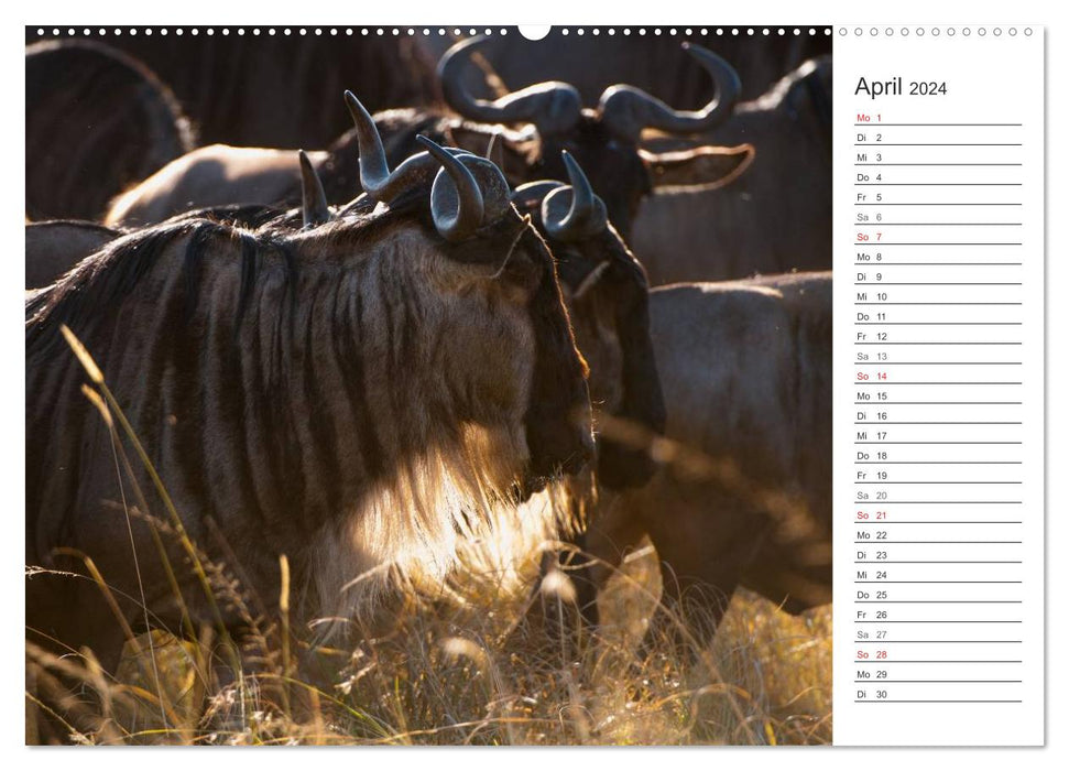 Emotional moments: hunting in Africa. (CALVENDO Premium Wall Calendar 2024) 
