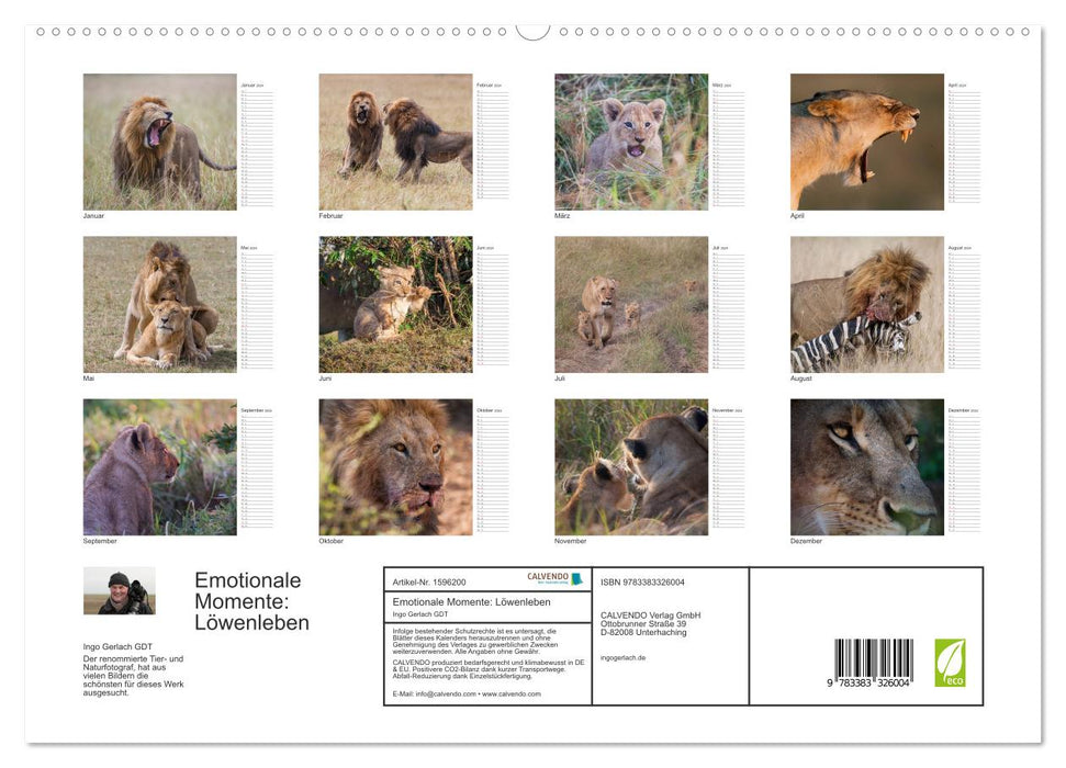 Emotional moments: Lion life (CALVENDO Premium Wall Calendar 2024) 