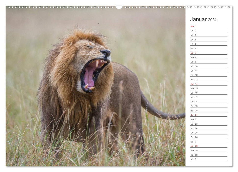 Emotional moments: Lion life (CALVENDO Premium Wall Calendar 2024) 