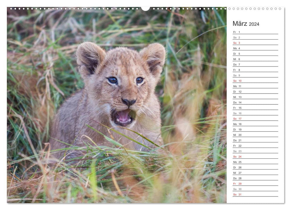 Emotional moments: Lion life (CALVENDO Premium Wall Calendar 2024) 