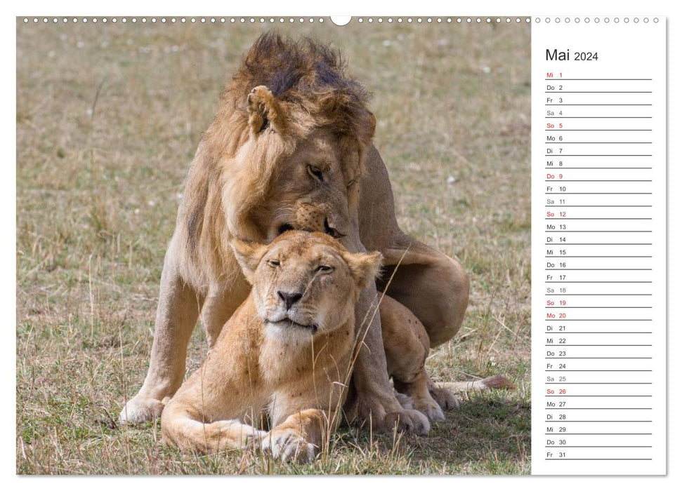 Emotionale Momente: Löwenleben (CALVENDO Premium Wandkalender 2024)