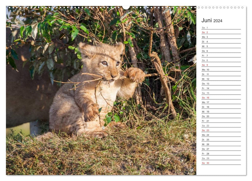 Emotional moments: Lion life (CALVENDO Premium Wall Calendar 2024) 