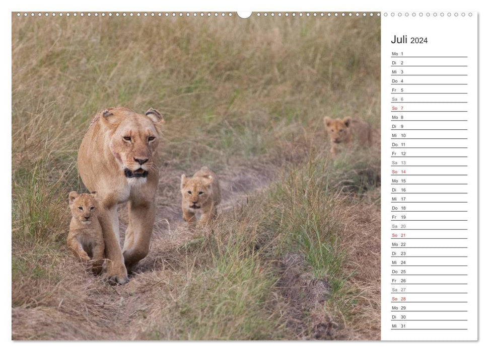 Emotional moments: Lion life (CALVENDO Premium Wall Calendar 2024) 