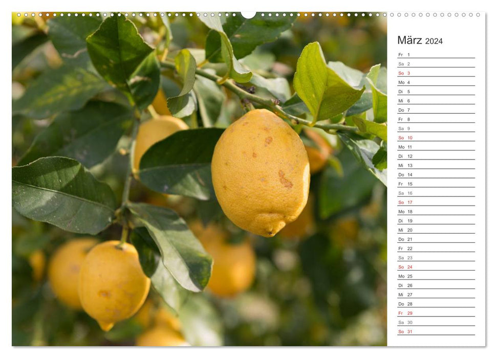 Emotionale Momente: Orangen und Zitronen. (CALVENDO Premium Wandkalender 2024)