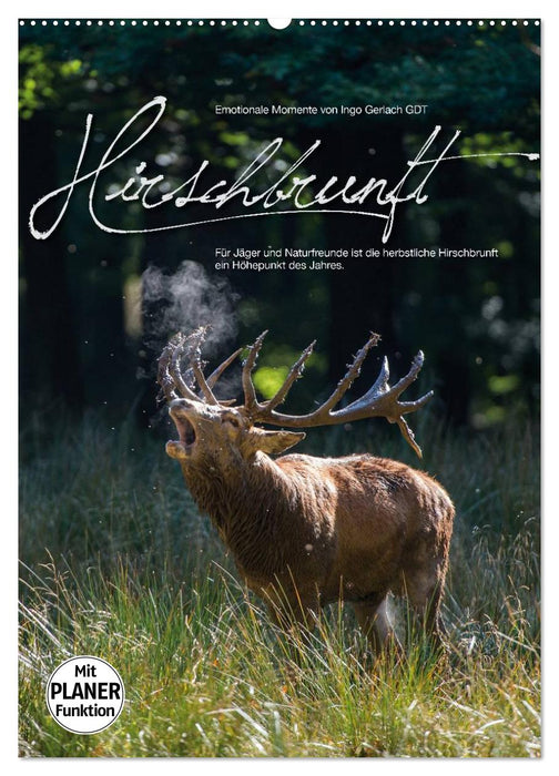 Emotional moments: rutting deer (CALVENDO wall calendar 2024) 