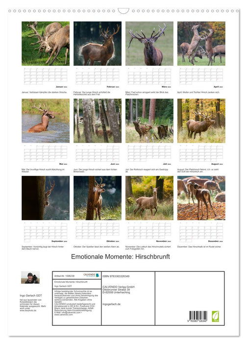 Moments d'émotion : cerf en rut (calendrier mural CALVENDO 2024) 