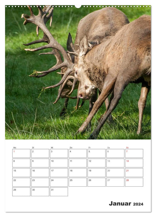 Emotional moments: rutting deer (CALVENDO wall calendar 2024) 