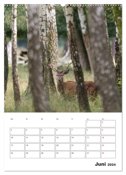 Moments d'émotion : cerf en rut (calendrier mural CALVENDO 2024) 