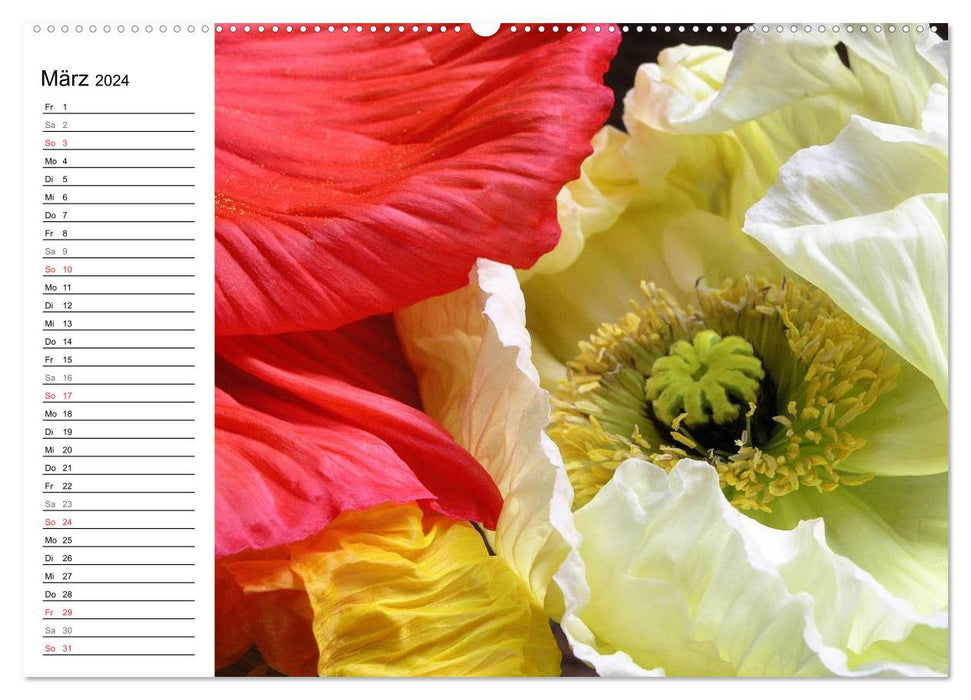 Poppy in portrait (CALVENDO wall calendar 2024) 