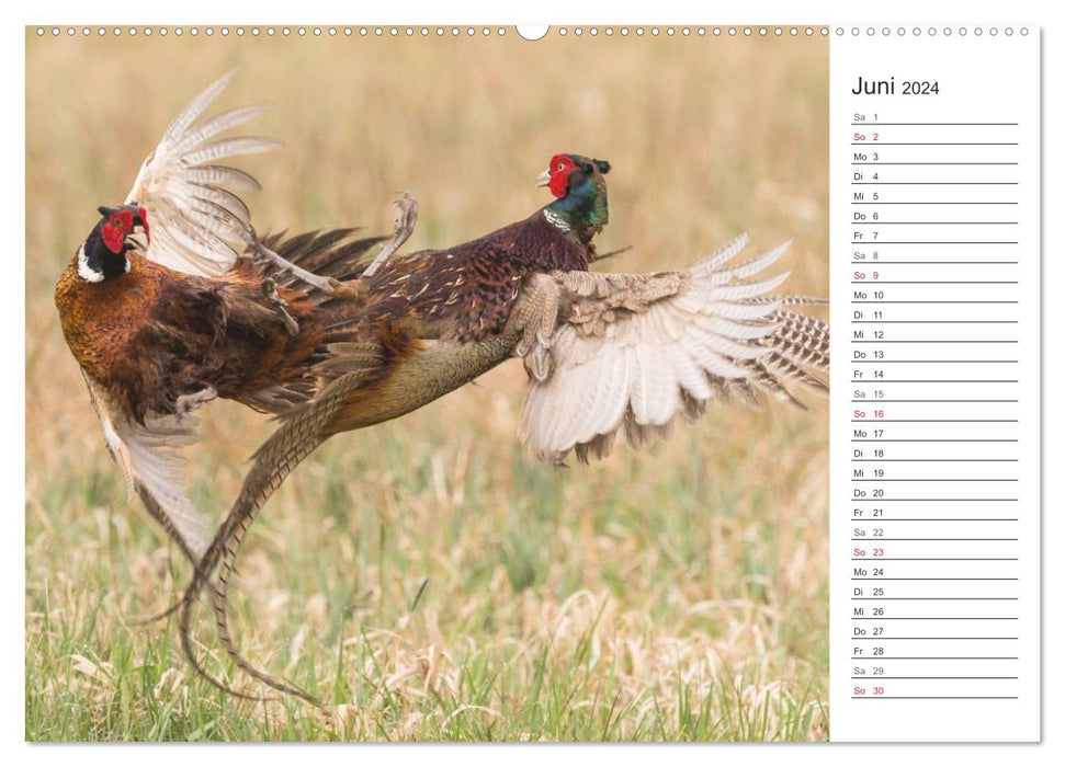 Emotional moments: game and hunting. (CALVENDO wall calendar 2024) 